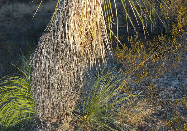 Green tailed yucca, Leasburg Dam State Park, Radium Springs NM, January 26, 2009