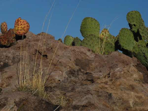 Yikes!, Rockhound State Park, Deming, New Mexico, February 5, 2009