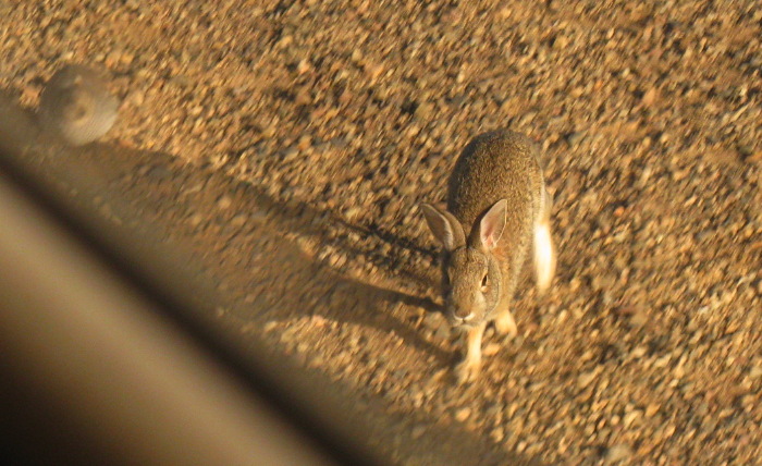 You lookin' at me?, Rockhound State Park, Deming NM, February 13, 2009