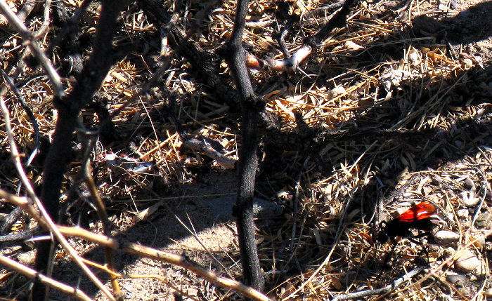 Tarantula hawk, Leasburg Dam State Park, Radium Springs NM, March 24, 2009