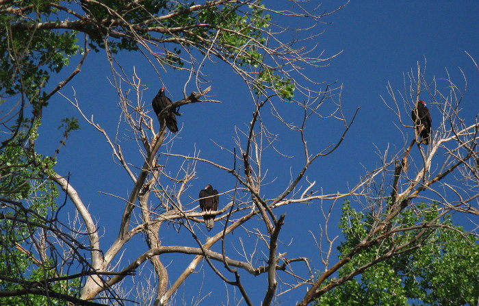 Vultures at Roost, Percha Dam State Park, Arrey NM, March 26, 2009