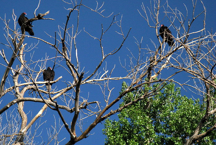 Buzzards Roost, Buzzard's Roost, Percha Dam State Park, Arrey NM, March 26, 2009