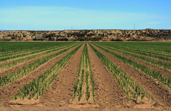 Onions, Near Percha Dam State Park, Arrey NM, March 26, 2009