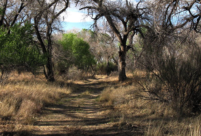 A Walk in the Woods, Percha Dam State Park, Arrey NM, March 29, 2009