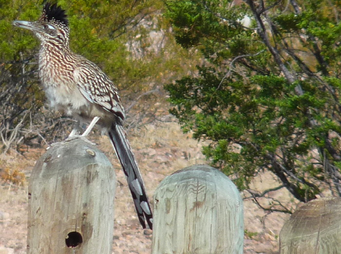 Roadrunner, South Monticello Area, Elephant Butte Lake State Park, Elephant Butte NM, April 16, 2009