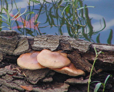 Fungus, Foscue Creek Park, Demopolis AL, December 13, 2007