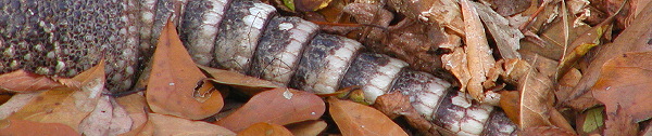 Armadillo, Foscue Creek Park, Demopolis AL, December 13, 2007