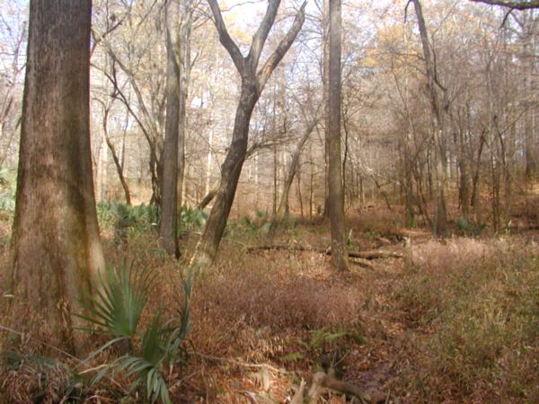  In the woods, Foscue Creek Park, Demopolis AL, December 13, 2007